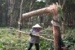 Trách nông dân, nông dân trách?